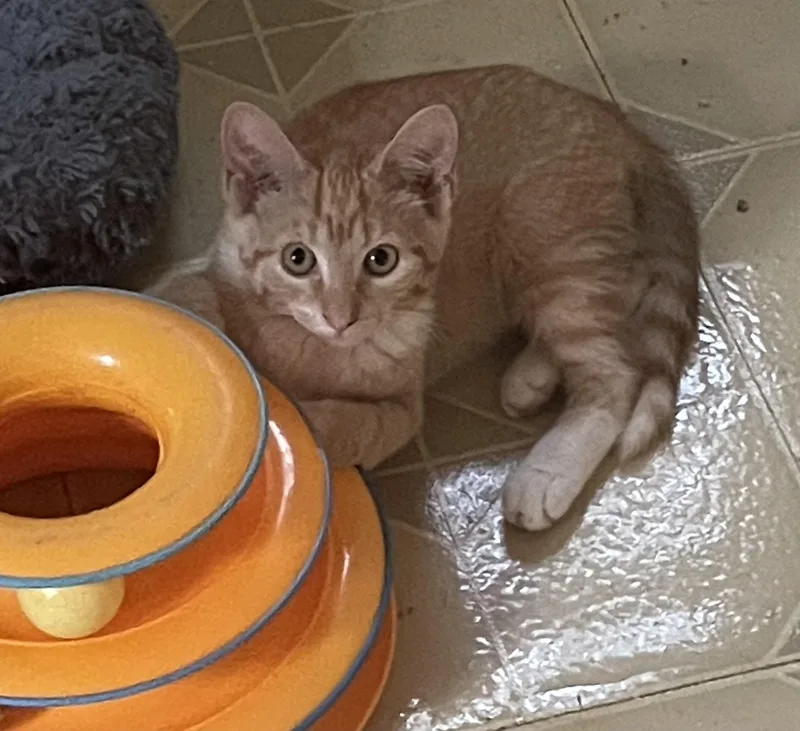 A baby small-sized male Orange / Red Domestic Short Hair cat named Pumpkin for adoption in Troy, NY