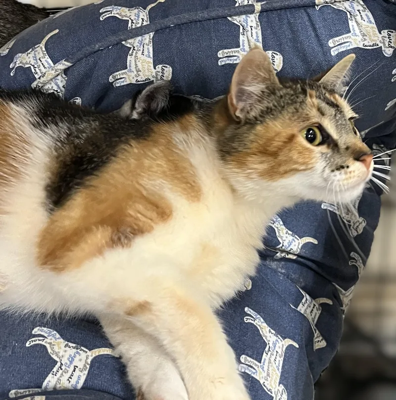 Rosie thumbnail 2