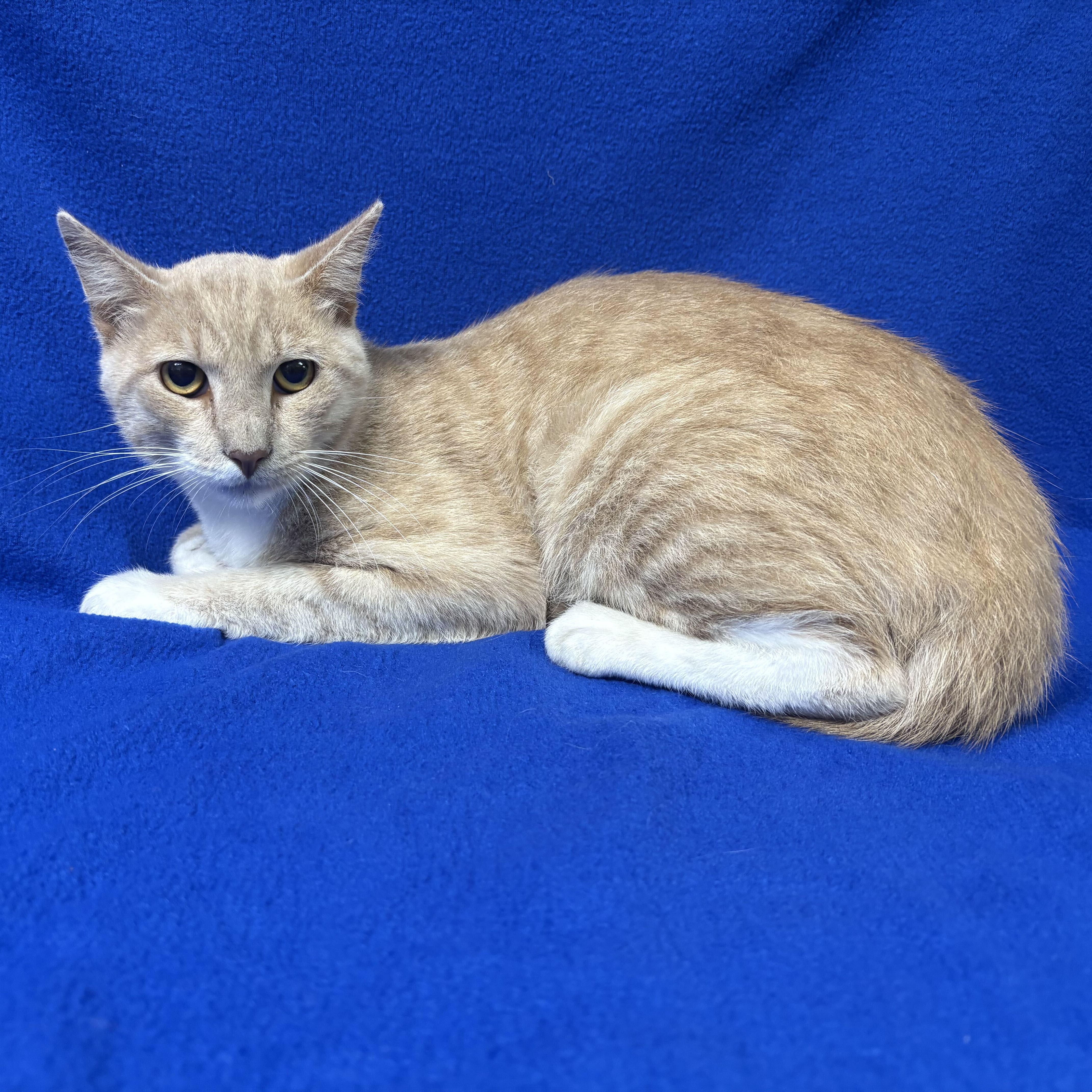 A young medium-sized male Buff & White Domestic Short Hair cat named Mustard for adoption in Valdosta, GA