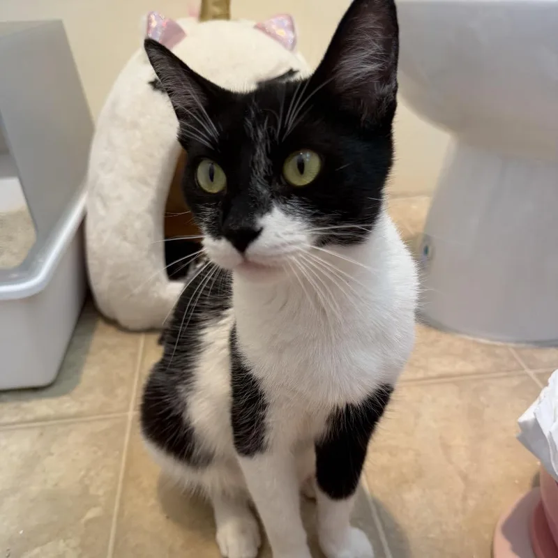 An adult medium-sized female Black Domestic Short Hair cat named Gemini for adoption in Los Angeles, CA