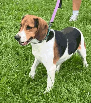An adult medium-sized male Tricolor (Brown, Black, & White) Beagle dog named Milo for adoption in West Decatur, PA