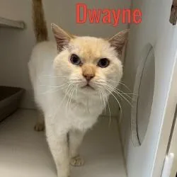 An adult large-sized male Flame Point Siamese cat named Dwayne for adoption in Pleasantville, NJ
