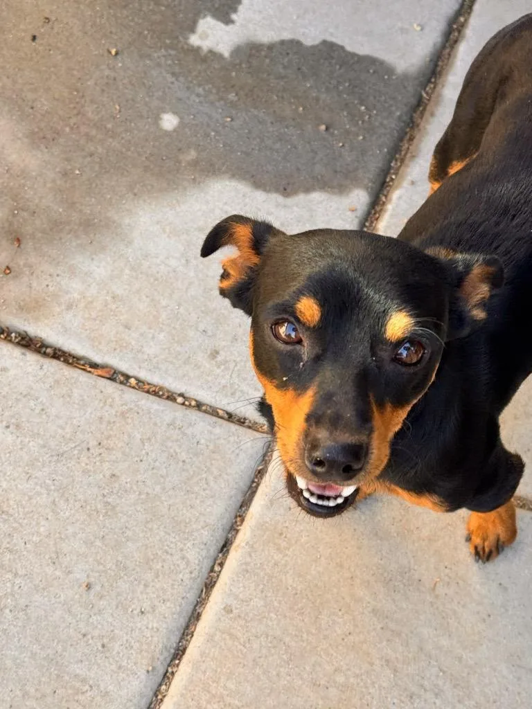 A young small-sized male Miniature Pinscher dog named Affogato for adoption in Reno, NV