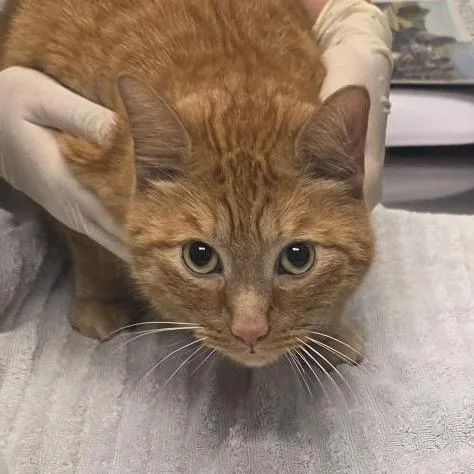 An adult large-sized male Orange / Red Domestic Short Hair cat named Mr. Pie for adoption in Jacksonville, FL