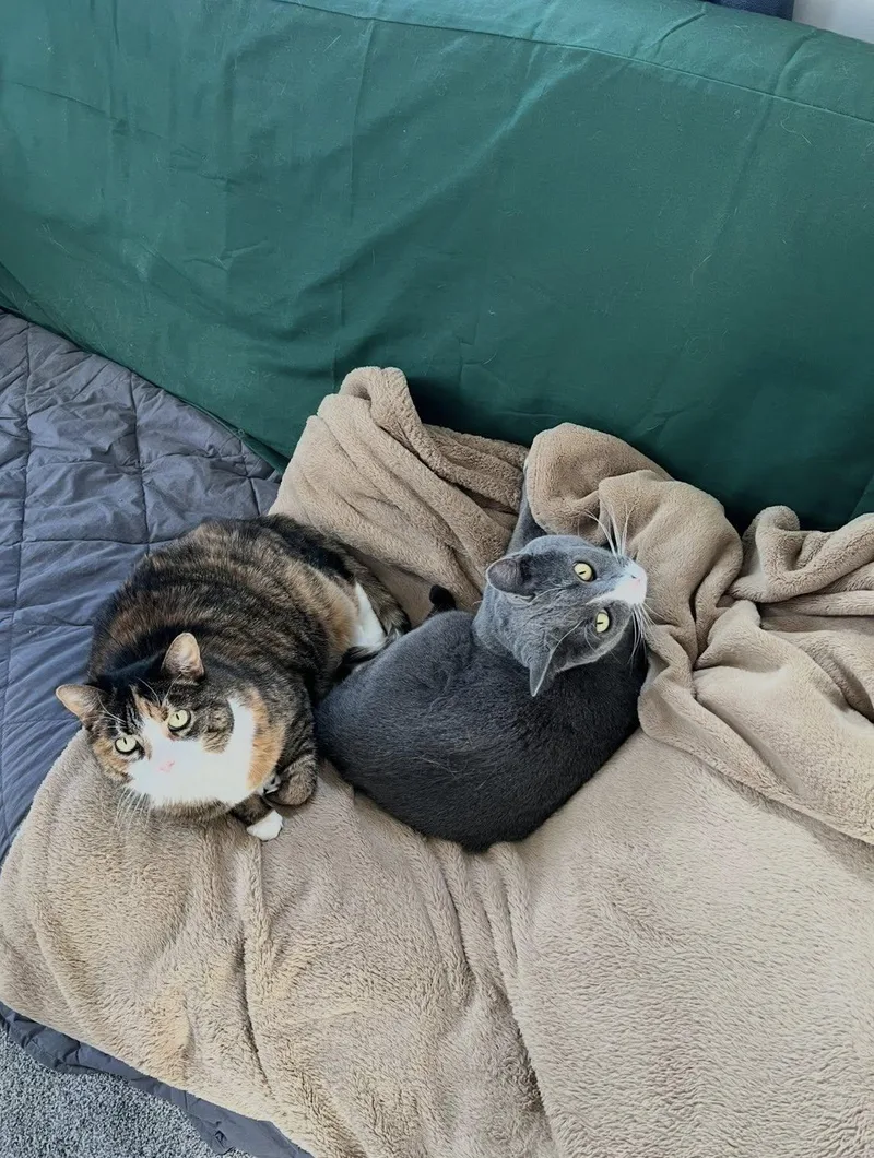 Lucky   Courtesy thumbnail 2