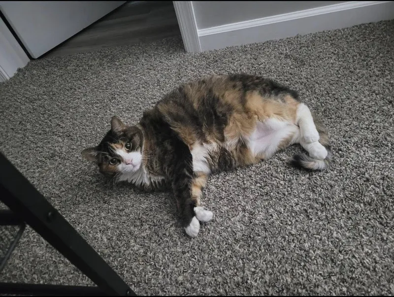 Lucky   Courtesy thumbnail 3