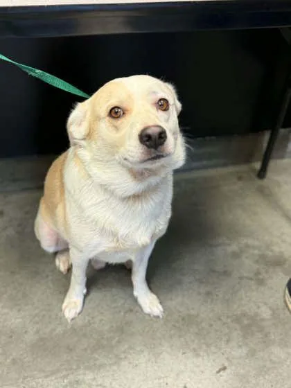 An adult medium-sized male Beagle dog named Toby for adoption in Bowling Green, KY