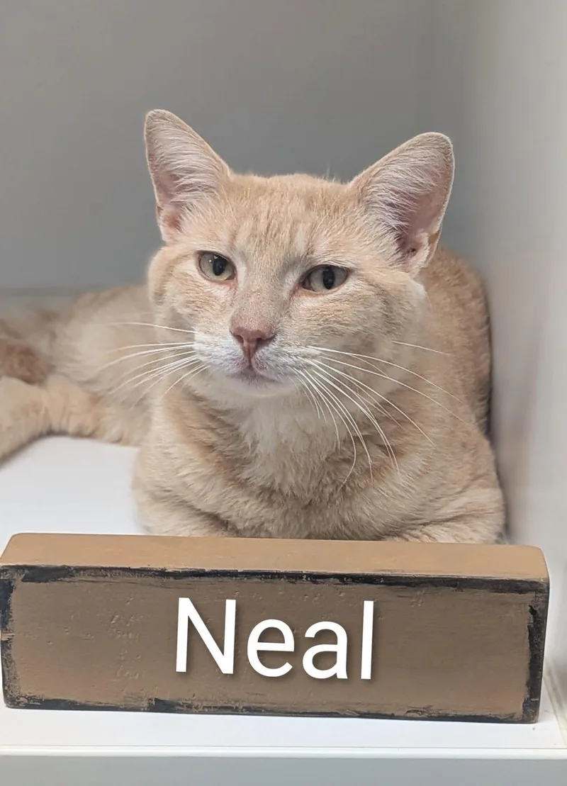 An adult large-sized male Orange & White Domestic Short Hair cat named Neal for adoption in Flint, MI