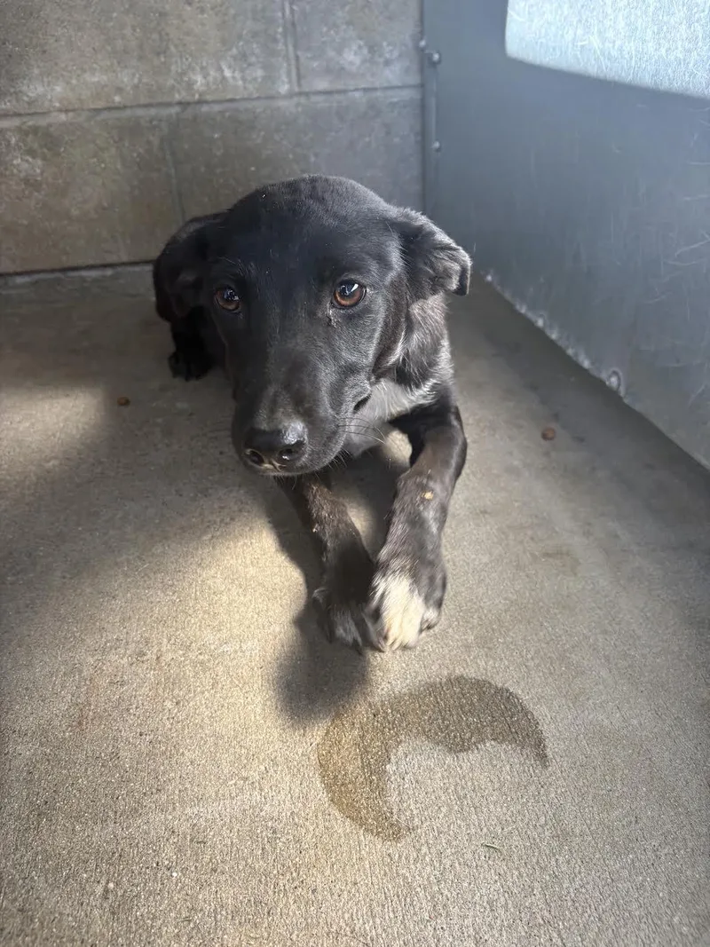 A young small-sized female Black Border Collie dog named Muffin for adoption in Oakdale, CA