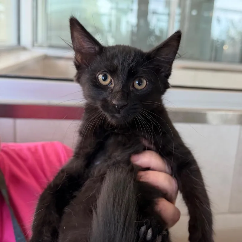 A baby small-sized male Black Domestic Short Hair cat named Momo for adoption in Midland, TX