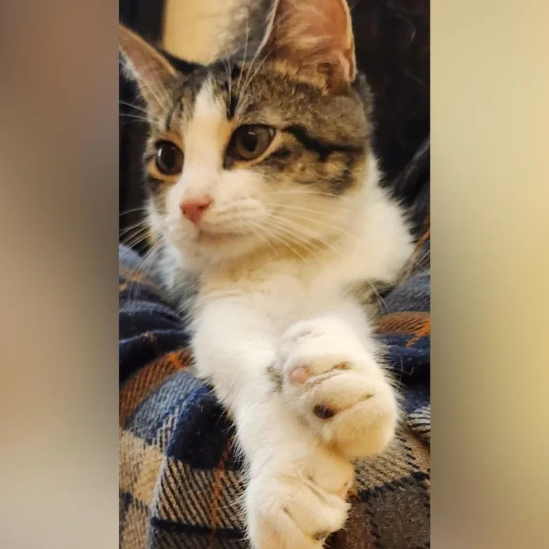 A young small-sized male Gray / Blue / Silver Domestic Short Hair cat named Jimmy John for adoption in Toledo, OH