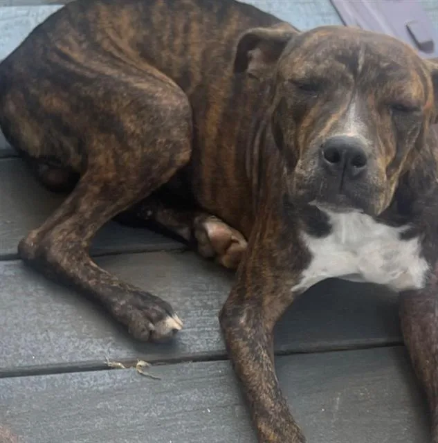A young medium-sized male Pit Bull Terrier dog named Harley for adoption in Charlotte, NC