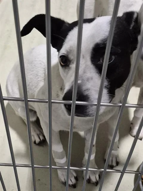 An adult medium-sized female White / Cream Pit Bull Terrier dog named Oreo Urgent And for adoption in Thousand Oaks, CA