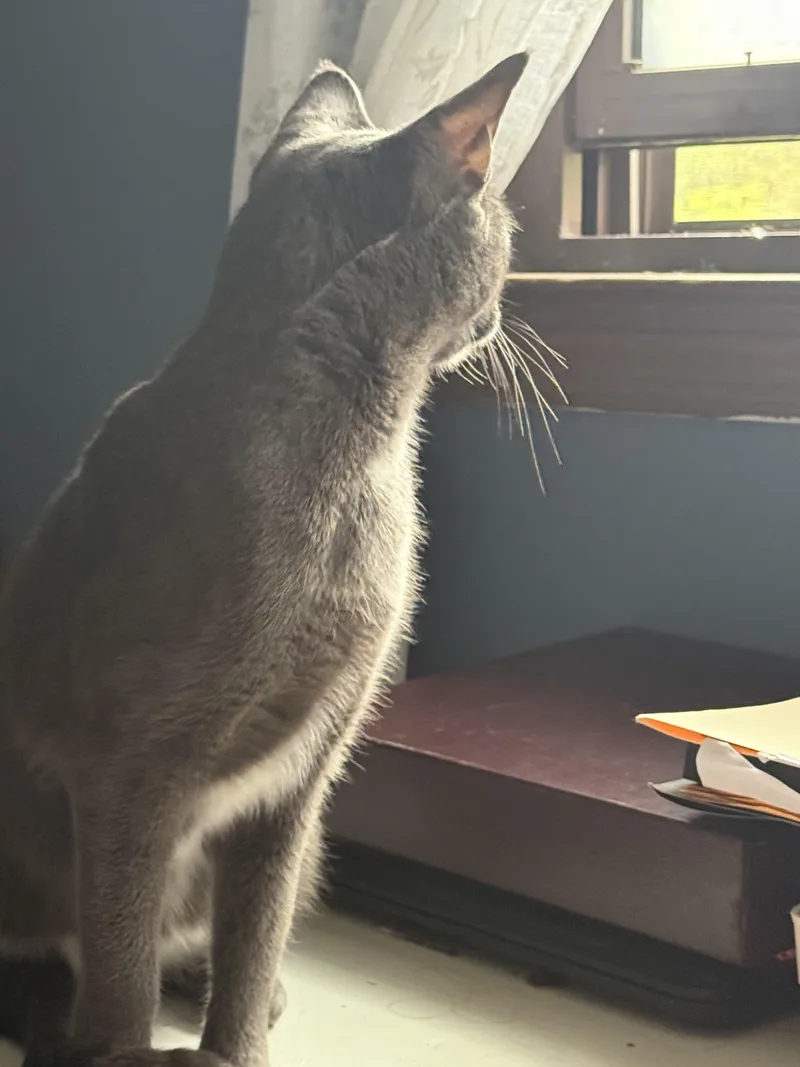 An adult medium-sized female Domestic Short Hair cat named Sterling for adoption in Pleasant Valley, NY