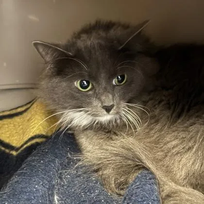 An adult medium-sized female Gray & White Domestic Long Hair cat named Peanut for adoption in Lansing, MI
