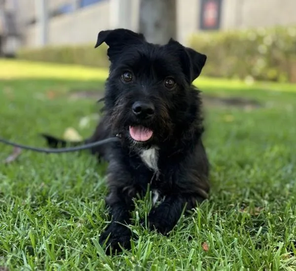Perla