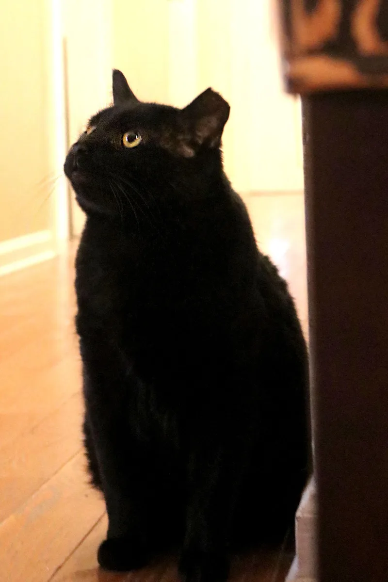 A senior medium-sized male Black Domestic Short Hair cat named Angus for adoption in Buford, GA