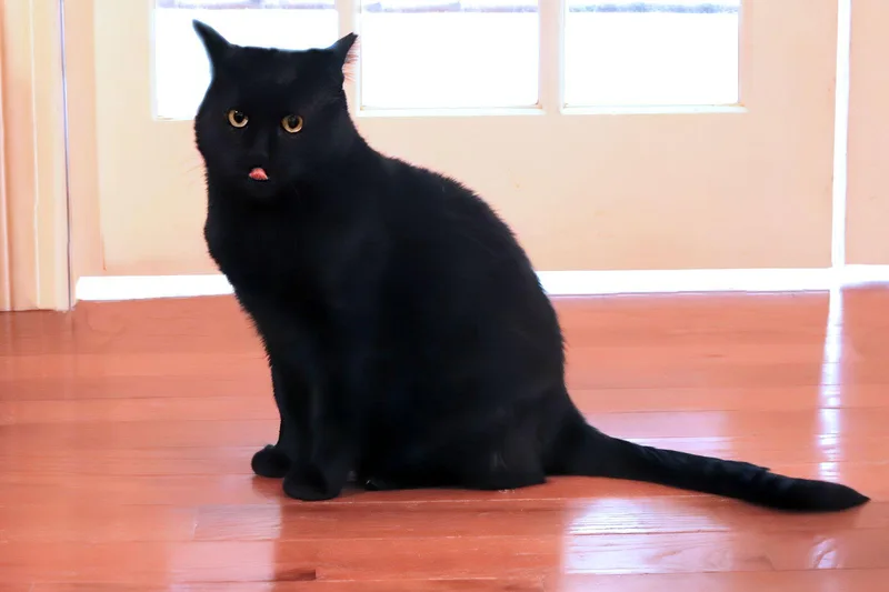 Angus thumbnail 3