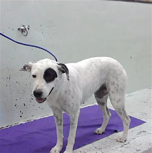 An adult medium-sized female Black Mouth Cur dog named Nieve for adoption in Houston, TX