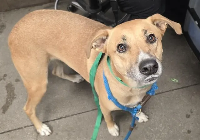 A young large-sized female Labrador Retriever dog named Zinnia for adoption in Tucson, AZ