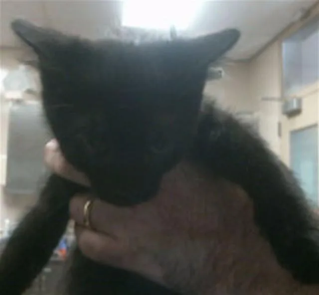 A baby small-sized male Domestic Short Hair cat named Briquet for adoption in Sacramento, CA