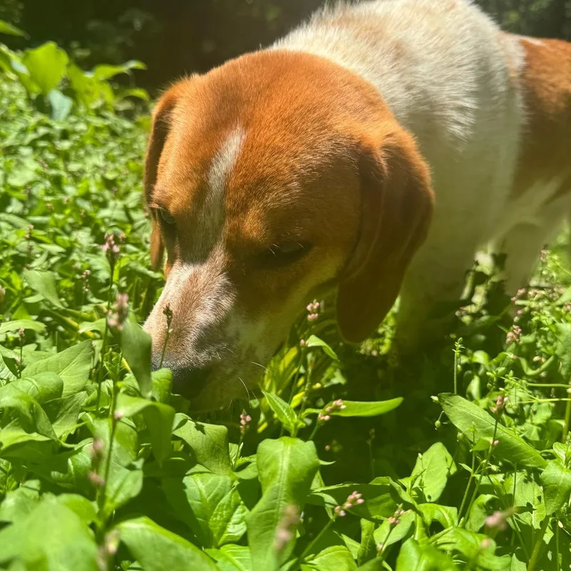 A young small-sized male Brown / Chocolate Hound dog named Rufus for adoption in Fairfax Station, VA