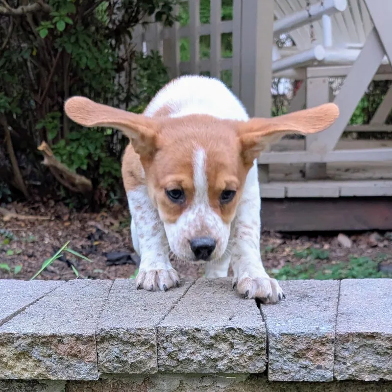 Rufus thumbnail 2