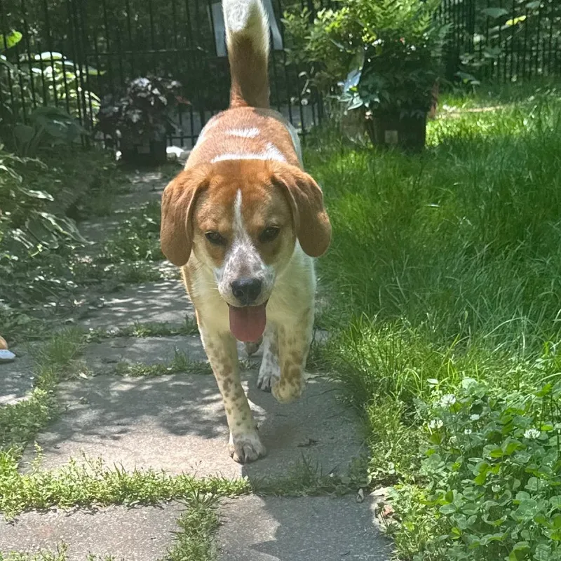 Rufus thumbnail 3