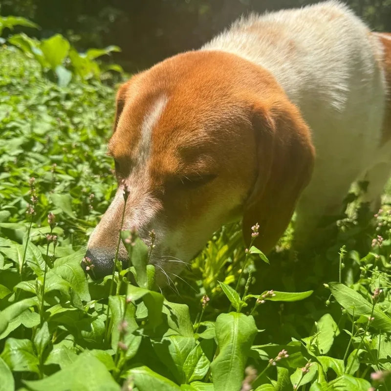 Rufus thumbnail 4