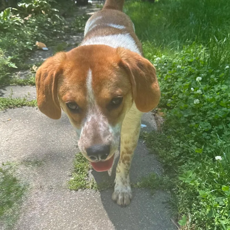 Rufus thumbnail 5