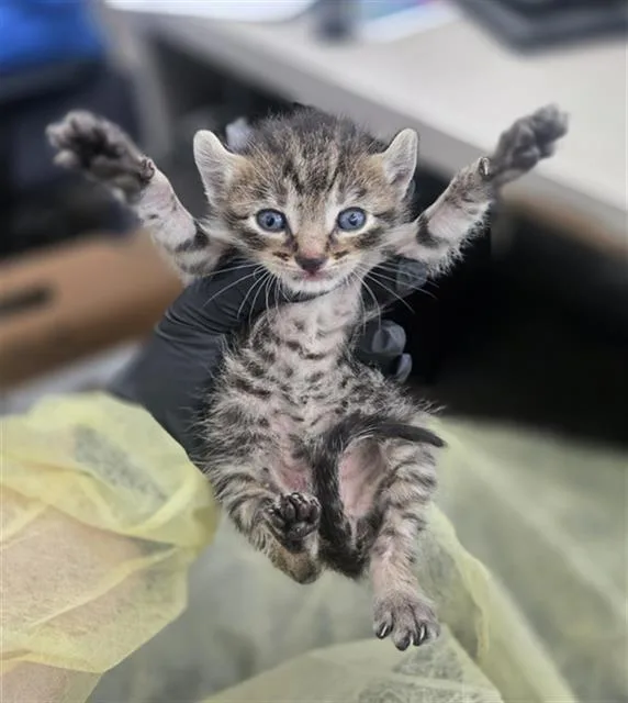 A baby medium-sized male Domestic Short Hair cat named Griffin for adoption in Dallas, TX