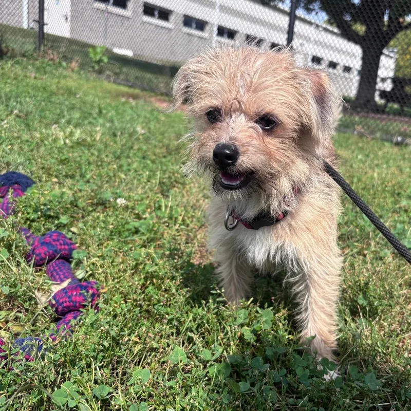 A young small-sized male Shih Tzu dog named Playstation for adoption in York, PA