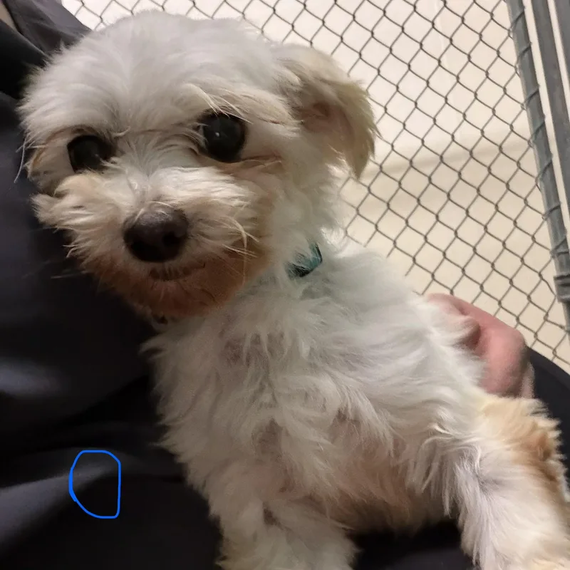 An adult small-sized male Maltese dog named Ollie for adoption in Trenton, MO