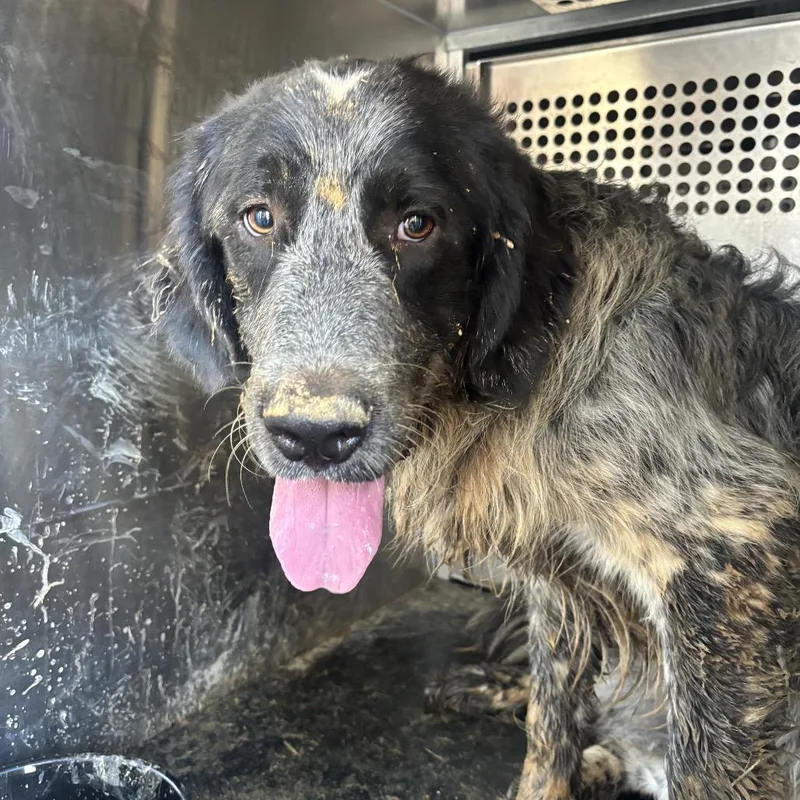 An adult large-sized male Black Great Pyrenees dog named Smokey for adoption in Birmingham, AL