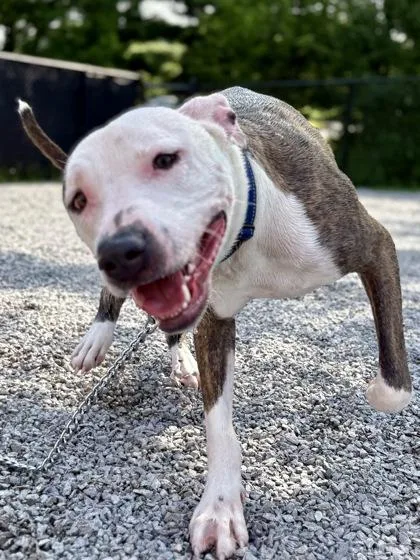 An adult medium-sized male Mixed Breed dog named Duke for adoption in Cincinnati, OH