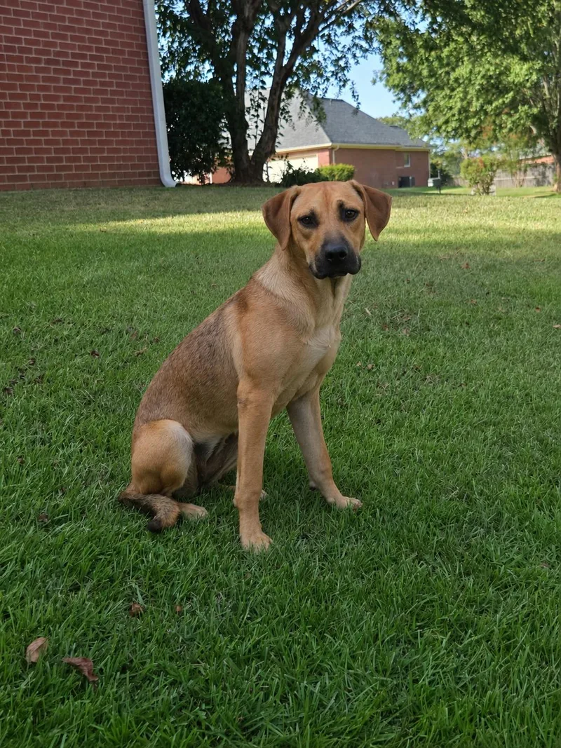 A young medium-sized female German Shepherd Dog dog named Sheba for adoption in Raymond, MS