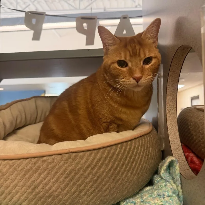 An adult large-sized male Orange / Red Domestic Short Hair cat named Cheddar for adoption in Red House, WV
