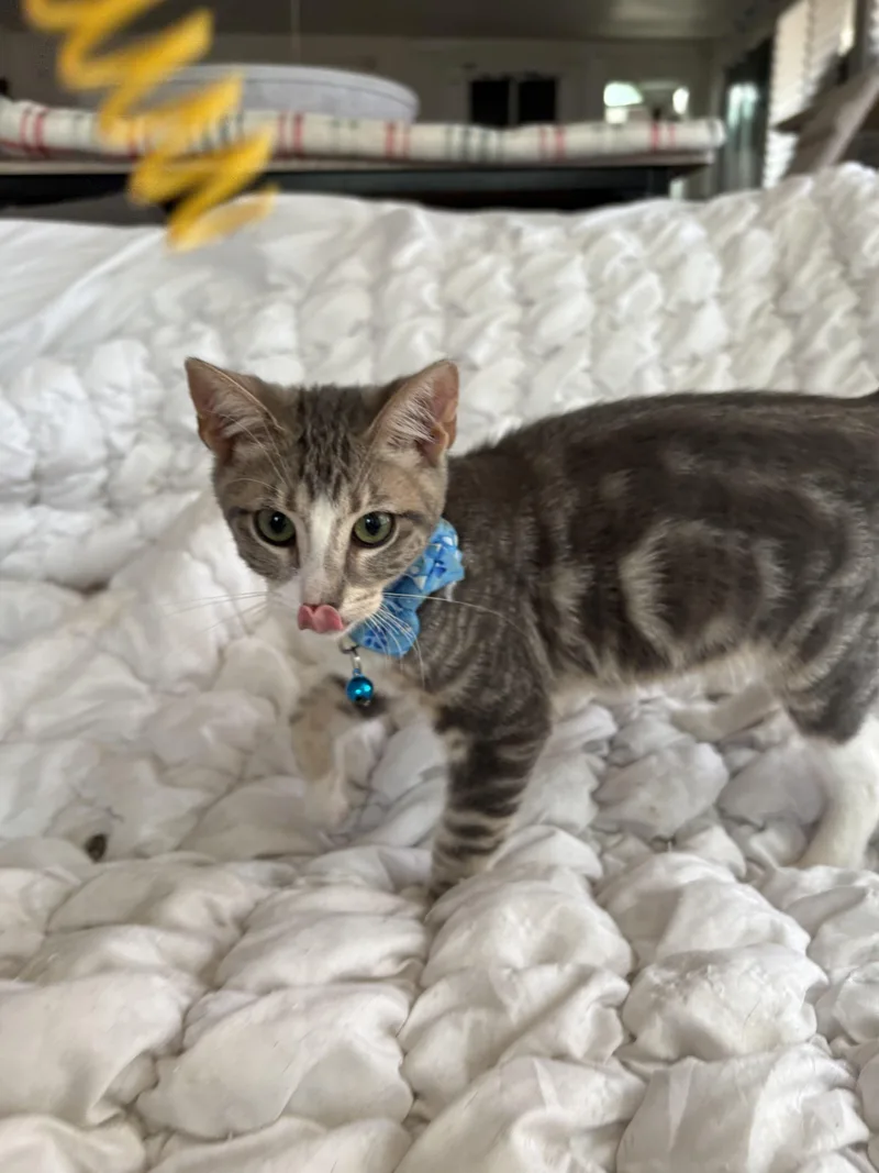 A baby small-sized male Tabby (Gray / Blue / Silver) Domestic Short Hair cat named Noah for adoption in Orange, CA