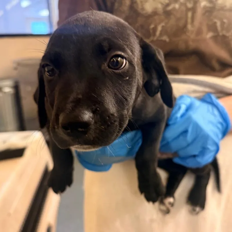 A baby small-sized male Black Mixed Breed dog named Sentry for adoption in Corinth, MS