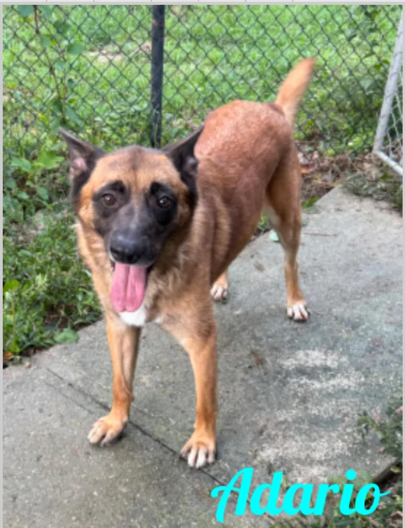 An adult large-sized male Red / Chestnut / Orange Belgian Shepherd / Malinois dog named Adario for adoption in Old Westbury, NY