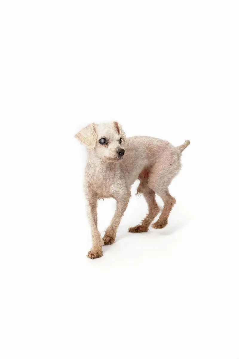 Charles Darwin thumbnail 2