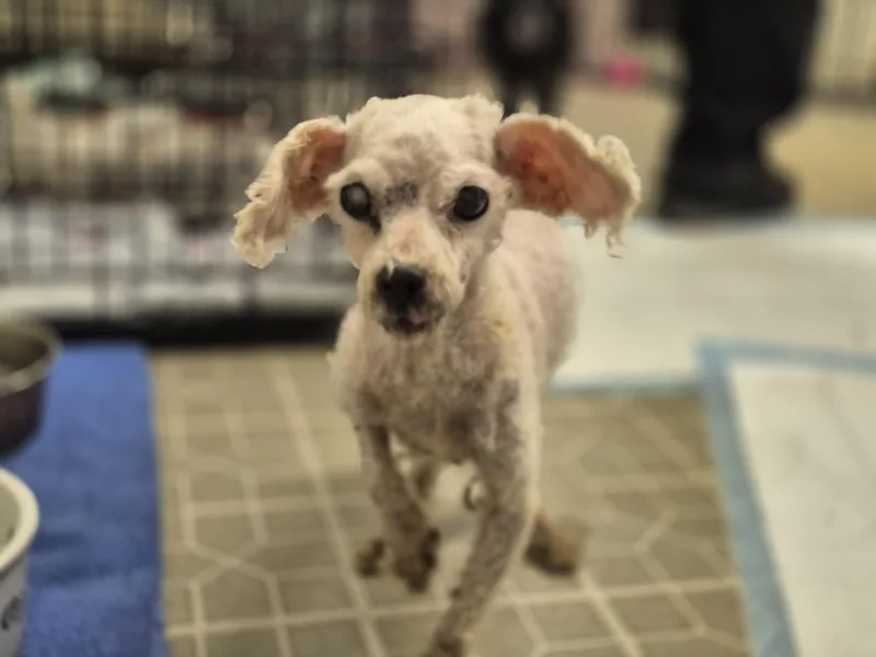 Charles Darwin thumbnail 3