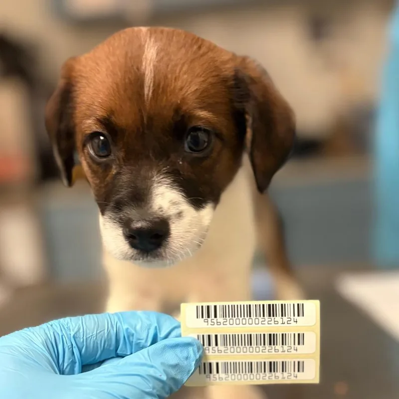 A baby small-sized male Brown / Chocolate Mixed Breed dog named Donatus for adoption in Charleston, WV