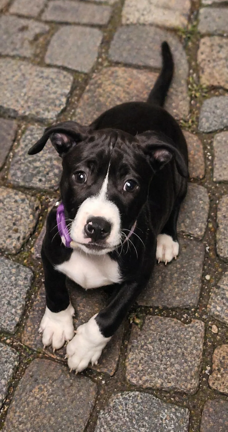 A baby medium-sized female Terrier dog named Ezra for adoption in Flintstone, GA