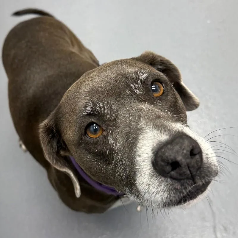 An adult medium-sized female Mixed Breed dog named Kira for adoption in Roanoke, VA