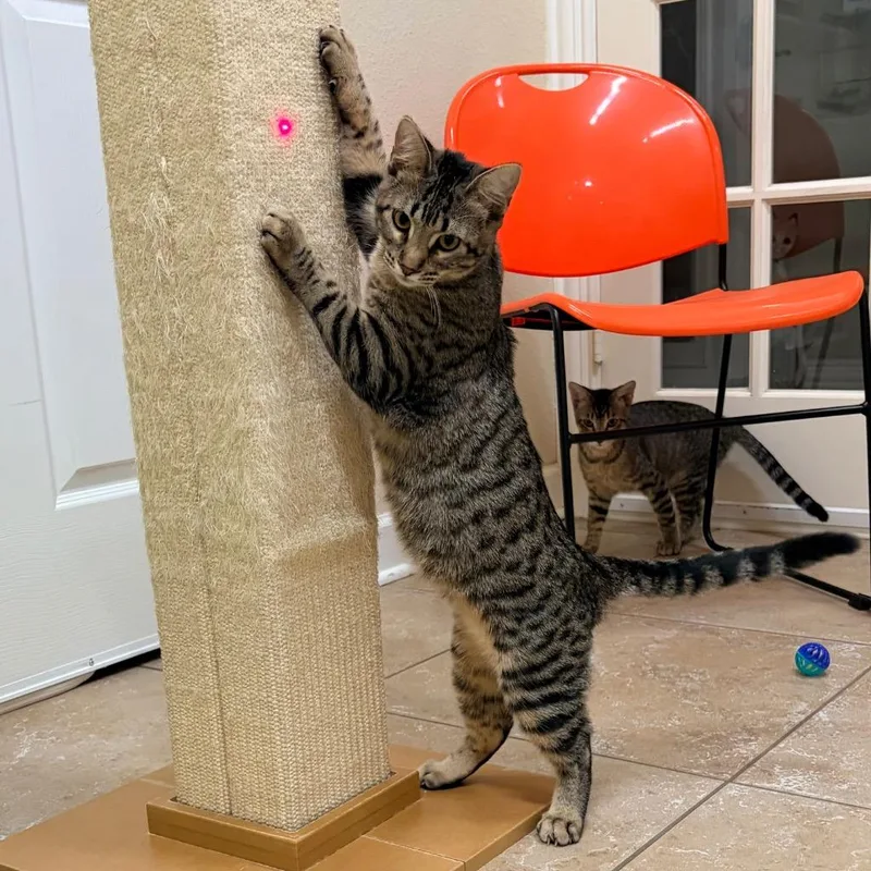 A baby small-sized female Domestic Short Hair cat named Tina for adoption in Magnolia, TX