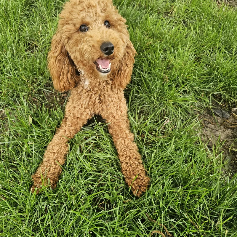 A young small-sized female Apricot / Beige Goldendoodle dog named Goldilocks for adoption in O Fallon, IL