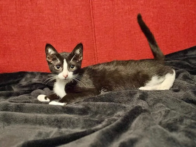 A young medium-sized male Black Domestic Short Hair cat named Orion for adoption in North Babylon, NY