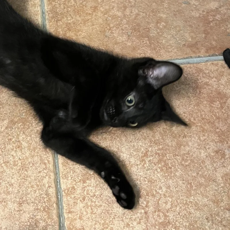 A baby small-sized male Black Domestic Short Hair cat named Nash for adoption in Indianapolis, IN