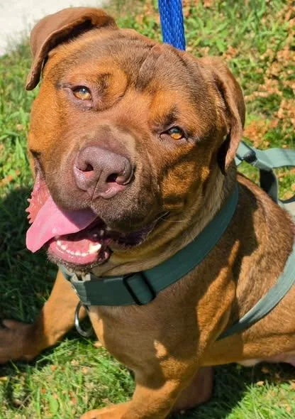 A young large-sized male Red / Chestnut / Orange Boerboel dog named Hagrid for adoption in Oswego, IL